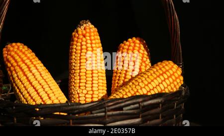 Closeup, four corn on cobs inside basket, ripe grain in autumn, black background Stock Photo