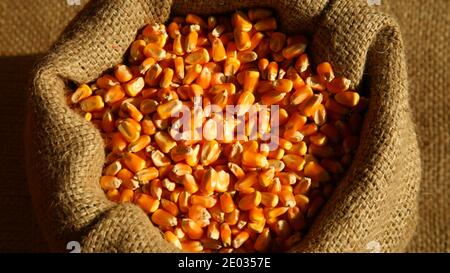 Closeup of corn kernels inside sack, top view of organic crop Stock Photo