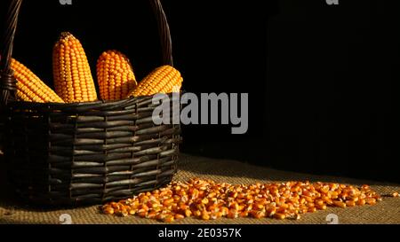 Corn cobs in the basket and corn kernels scattered on the sack, copy space Stock Photo