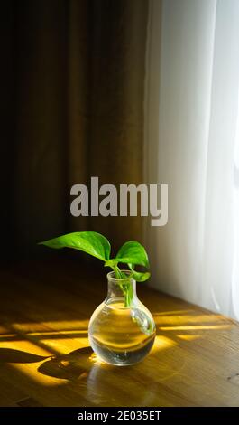 Green plant on wooden desk before window. Sunlight shines on golden pothos in glass vase through curtain Stock Photo