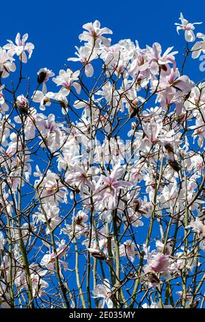 White pink magnolia salicifolia blossom in flower on a springtime tree branch in the spring season with a blue sky which is commonly known as Willow L Stock Photo