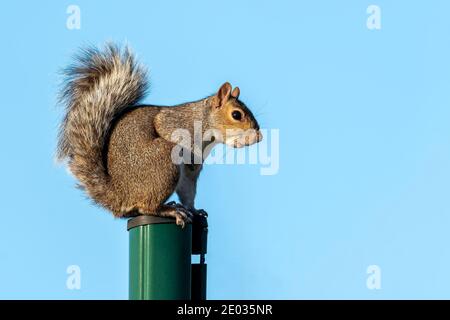 Grey squirrel (Sciurus carolinensis) a wild tree animal rodent on a green pole which are mostly found in a wildlife woodland forest, stock photo image Stock Photo