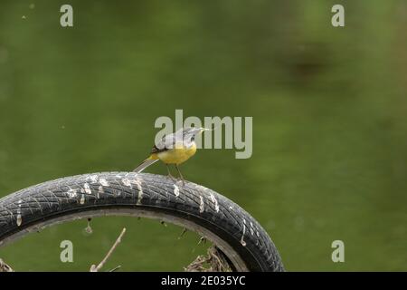 Grey wagtail (Motacilla cinerea) with mayflies for chicks, River Mersey, Greater Manchester, UK Stock Photo