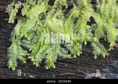 Lophocolea heterophylla, the variable-leaved crestwort, a liverwort from Finland Stock Photo