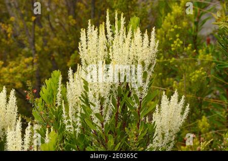 Fragrant Candlebush Agastachys odorata PROTEACEAE Endemic to Tasmania, Australia Stock Photo