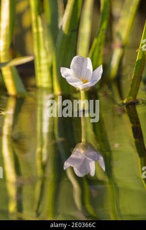 Fresh-water soldier (Stratiotes aloides) dioecious hydrophytic plant floats on the surface due to accumulated carbon dioxide, male macrophyte flowers Stock Photo