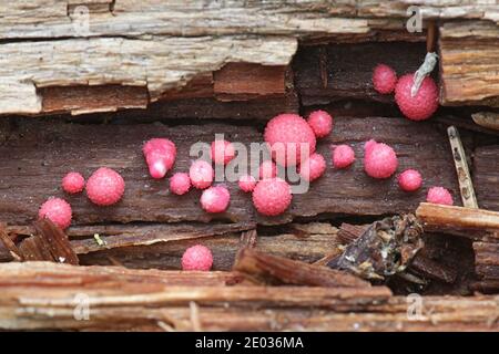 Lycogala epidendrum, known as wolf's milk or groening's slime mold Stock Photo