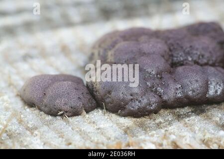 Amaurochaete atra, a slime mold from Finland with no common eglish name Stock Photo