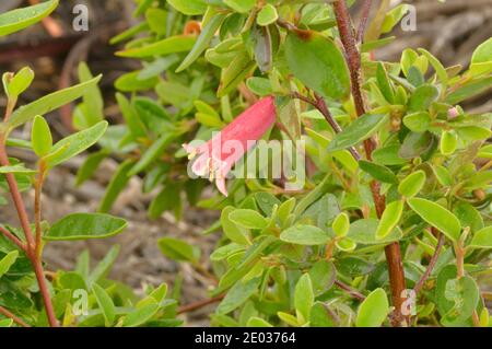 Common Correa Correa reflexa RUTACEAE Photographed in Tasmania, Australia Stock Photo