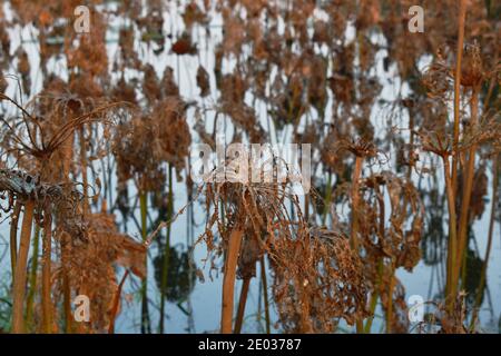 wither Indian or sacred lotus lily water flower on lake in winter Stock Photo