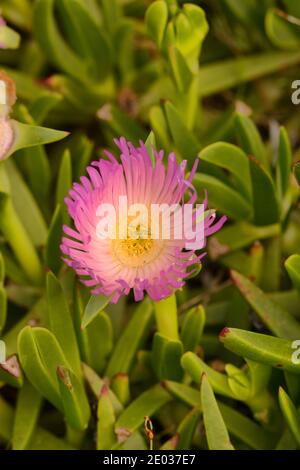 Roundleaf Pigface Disphyma crassifolium subsp. clavellatum AIZOACEAE Photographed in Tasmania, Australia Stock Photo
