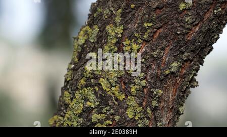 Tree trunk and bark during the fall. Green mold on it. Stock Photo