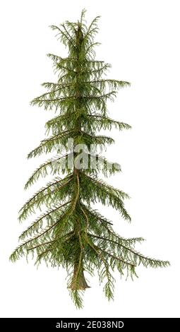 3D rendering of a green Alaska cedar tree isolated on white background Stock Photo