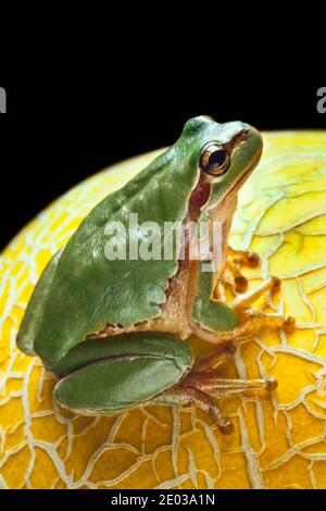 Green tree frog sitting on yellow melon skin Stock Photo
