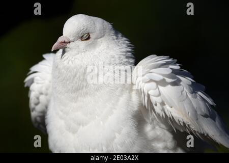 White dove shaking feathers after bathing. Stock Photo