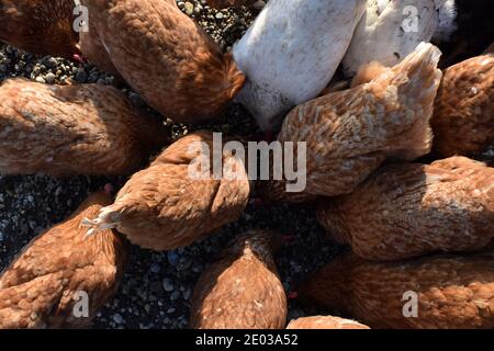 Top view of free range chickens feeding together on the ground outside Stock Photo