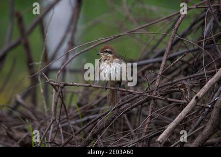 Brown shrike bird perched on twigs Stock Photo
