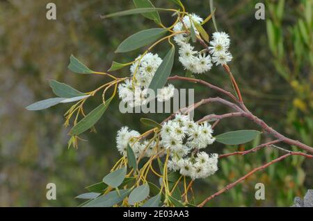 Tasmanian Snow Gum Eucalyptus coccifera Myrtaceae Endemic to Tasmania, Australia Stock Photo