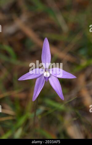 Wax-lip Orchid Glossodia major ORCHIDACEAE Photographed in Tasmania, Australia Stock Photo