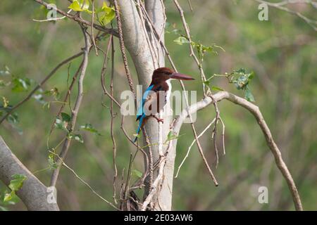 White throated kingfisher perched on a tree branch Stock Photo