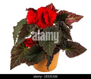 Closeup of an isolated potted begonia flower Stock Photo