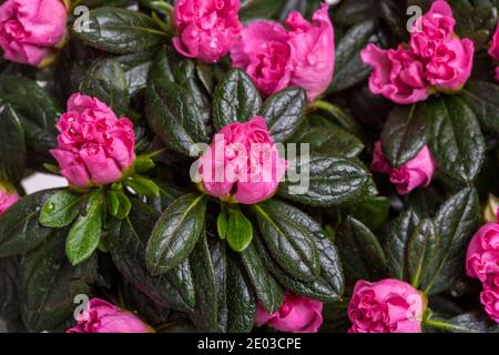 Azalea, Fönsterazalea (Rhododendron simsii) Stock Photo