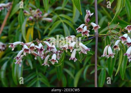 Wonga Vine Pandorea pandorana Photographed in Tasmania, Australia Stock Photo