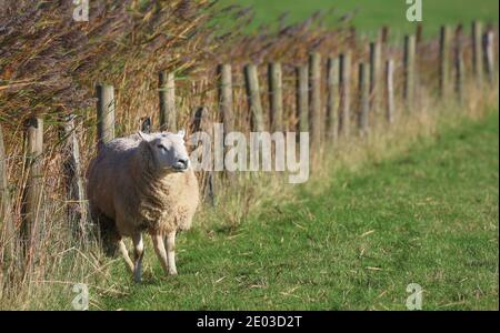 Almost casually this sheep defied the autumn storm. The blade of grass in his mouth looked pretty cool on him. Stock Photo