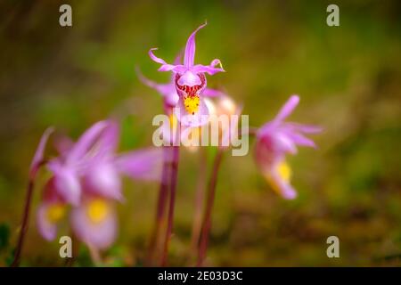 A group of Venus Slippers photographed in the Canadian Rockies. Stock Photo