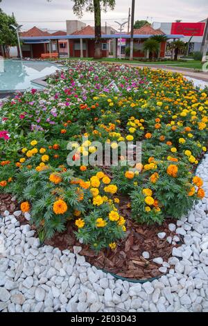Cassilandia, Mato Grosso do Sul, Brazil - 12 21 2020: Marigolds Yellow Flowers of the Genus Tagetes in the Sao Jose Square in the center of Cassilandi Stock Photo