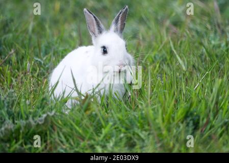 Closeup of cute white rabbit eating on the park grass, selective focus, bokeh Stock Photo