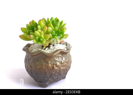 Burrito succulent in vintage flowerpot, burro's tail isolated on white background