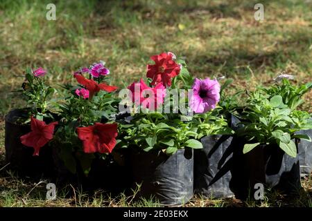 Beautiful petunia flowers of various color and variety grown in black grow bags at home or nursery blooming Stock Photo