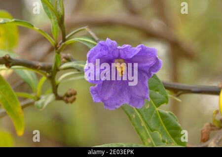 Kangaroo Apple Solanum laciniatum Solanaceae Photographed in Tasmania, Australia Stock Photo