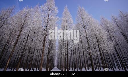 Low angle of snow-covered winter metasequoia forests. Straight path in woodlands Stock Photo