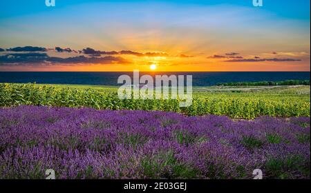 Lavender and sunflower field at sunset in the Provence. Stock Photo