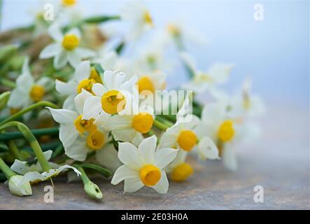 Fresh white narciz close up isolated in blurry blue background. Malta flora. Narciz blossom in january in Malta. Maltese flowers. Wild narciz Stock Photo