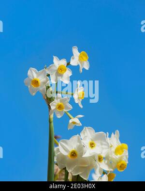 Fresh white narciz close up isolated in blurry blue background. Malta flora. Narciz blossom in january in Malta. Maltese flowers. Wild narciz Stock Photo