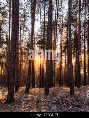 Sunset or sunrise in the spring pine forestwith last snow. Sunbeams shining through the haze between pine trunks. Stock Photo