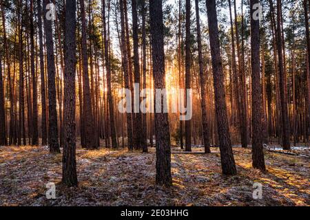 Sunset or sunrise in the spring pine forestwith last snow. Sunbeams shining through the haze between pine trunks. Stock Photo