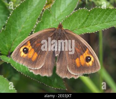 Meadow Brown butterfly (Maniola jurtina) with open wings. Tipperary, Ireland Stock Photo