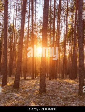 Sunset or sunrise in the spring pine forestwith last snow. Sunbeams shining through the haze between pine trunks. Stock Photo