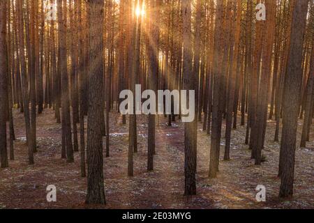 Sunset or sunrise in the spring pine forestwith last snow. Sunbeams shining through the haze between pine trunks. Stock Photo