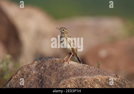 Paddyfield pipit standing on a rock Stock Photo