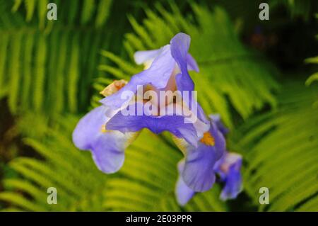 Iris flower with delicate petals of blue, purple, white and yellow flowers with green leaves on a flower bed Stock Photo