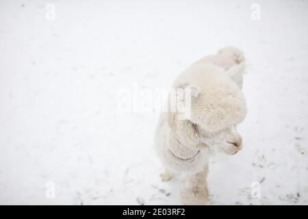 Close-up of white lama walking outdoors on white snow Stock Photo