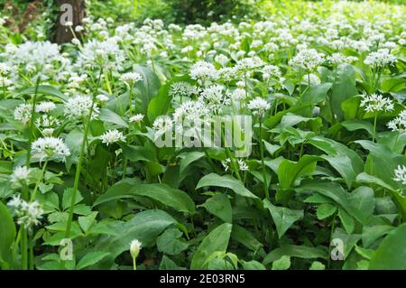 Wild garlic meadow with green leaves and white flowers in the forest on a sunny summer day Stock Photo