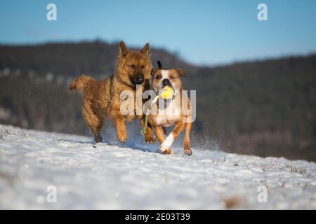 Two dogs playing in the snow, an Old German Sheepdog (Kuhhund) and a Pit Bull Stock Photo