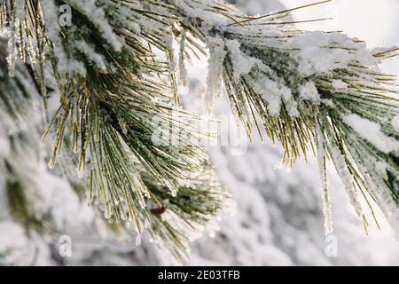 Winter time in forest with snow trees. Snowy pine branch Stock Photo