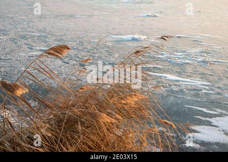 Wild dry reeds on blue ice of frozen wintery lake in sunset light. Cold winter nature season Stock Photo